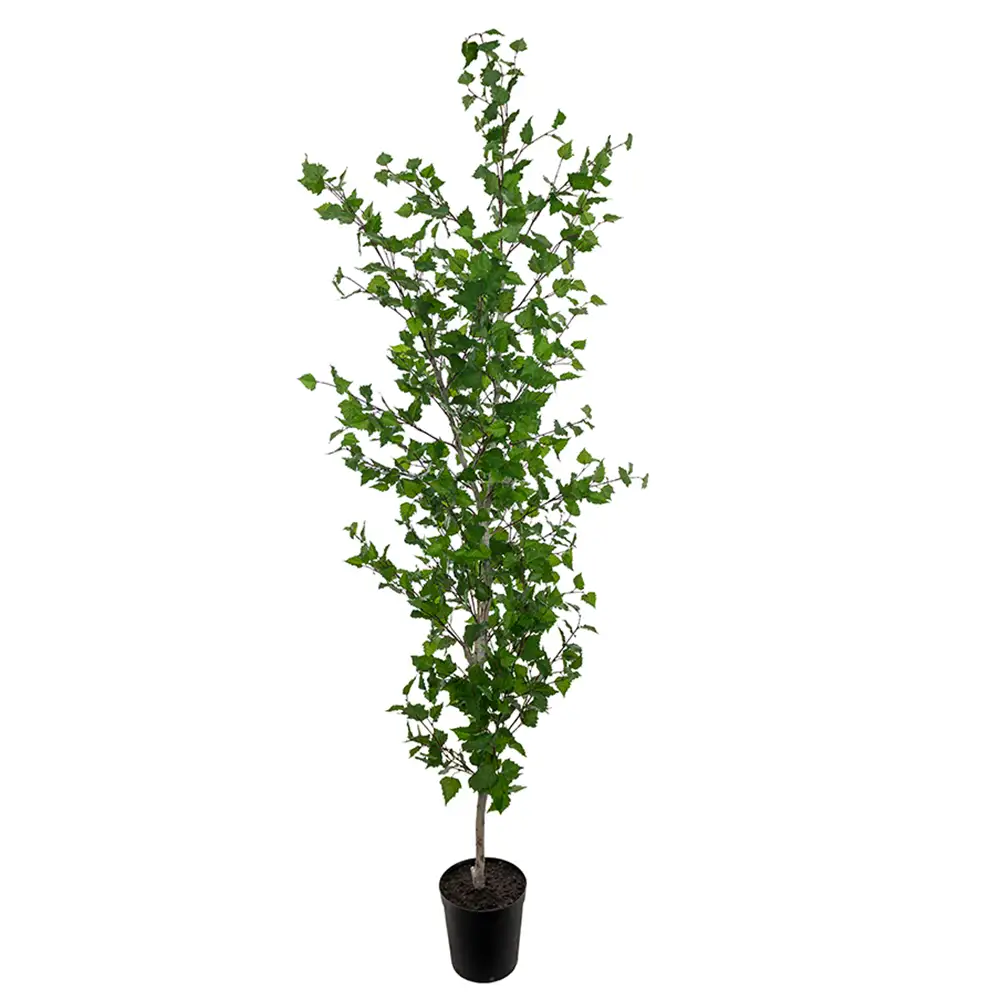 Mr Plant Koivu Puu 250 cm