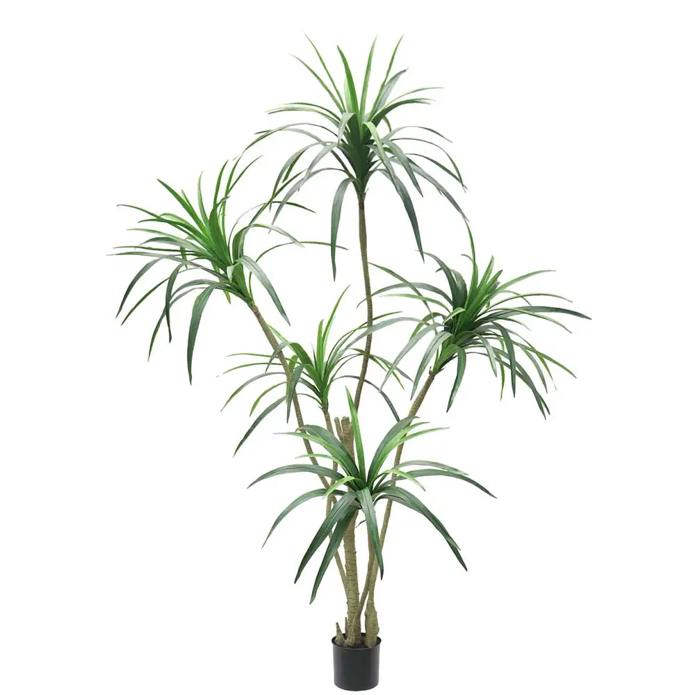 Mr Plant, Dracena Palm 180 cm