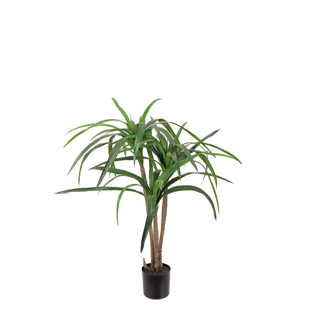 Mr Plant, Dracena Palm 90 cm