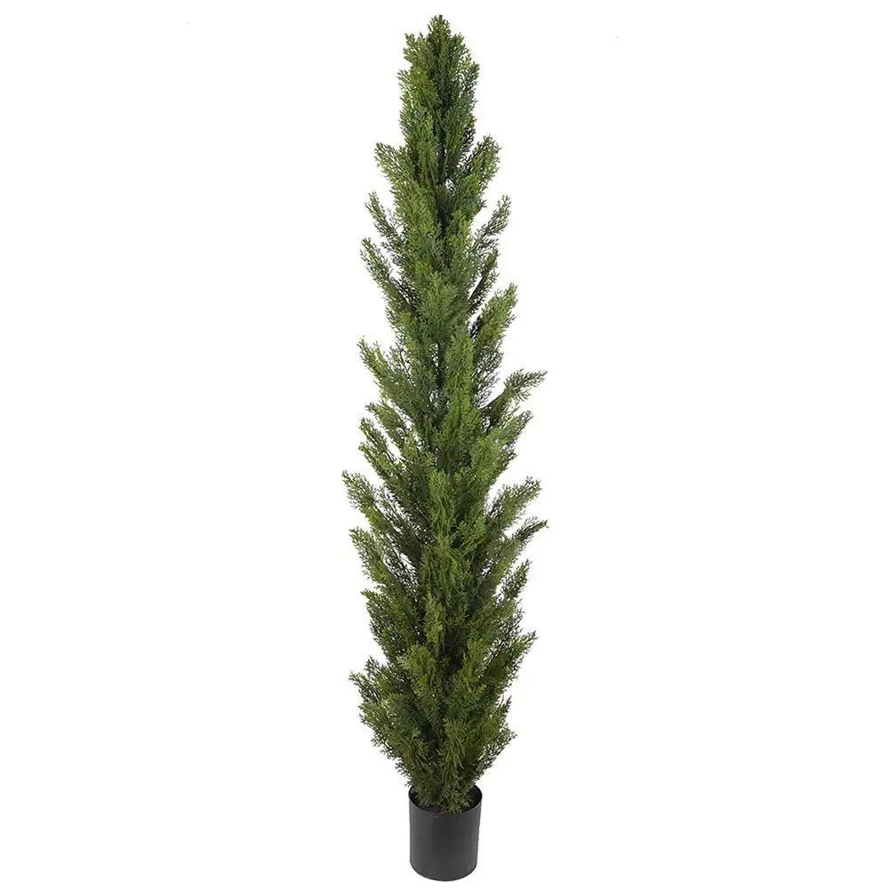 Mr Plant Sypressipuu 180 cm