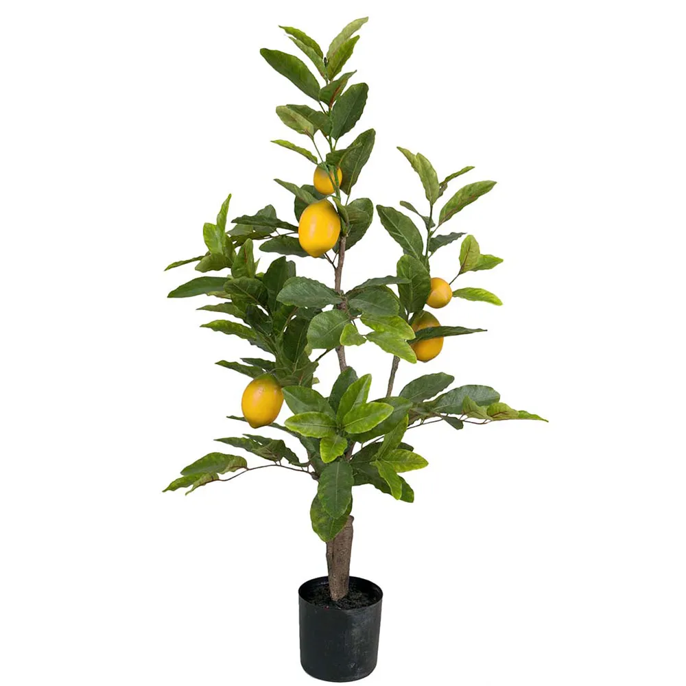 Mr Plant, Sitruunapuu 90 cm