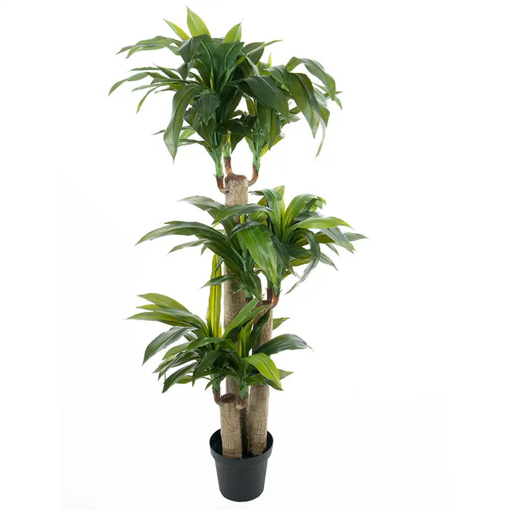 Mr Plant Dracaena Puu 140 cm