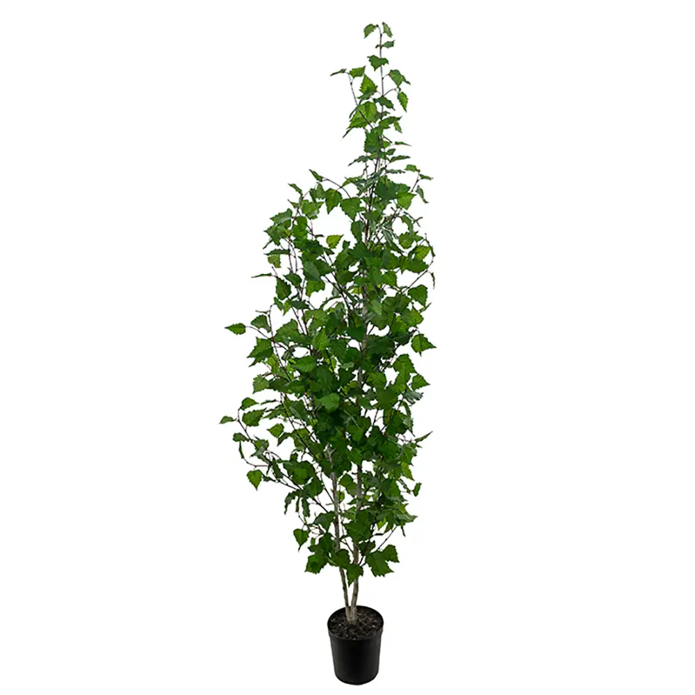 Mr Plant Koivu Puu 180 cm