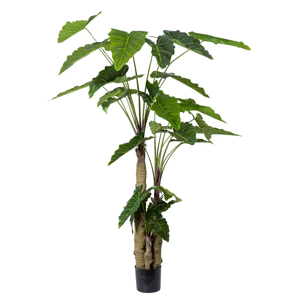 Mr Plant, Alocasia Tree 200 cm