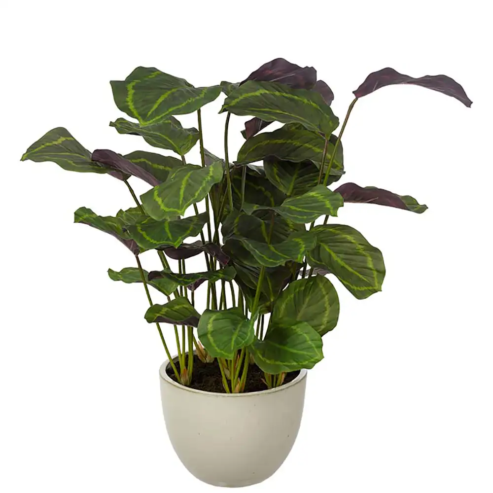 Mr Plant Calathea Huonekasvi 80 cm