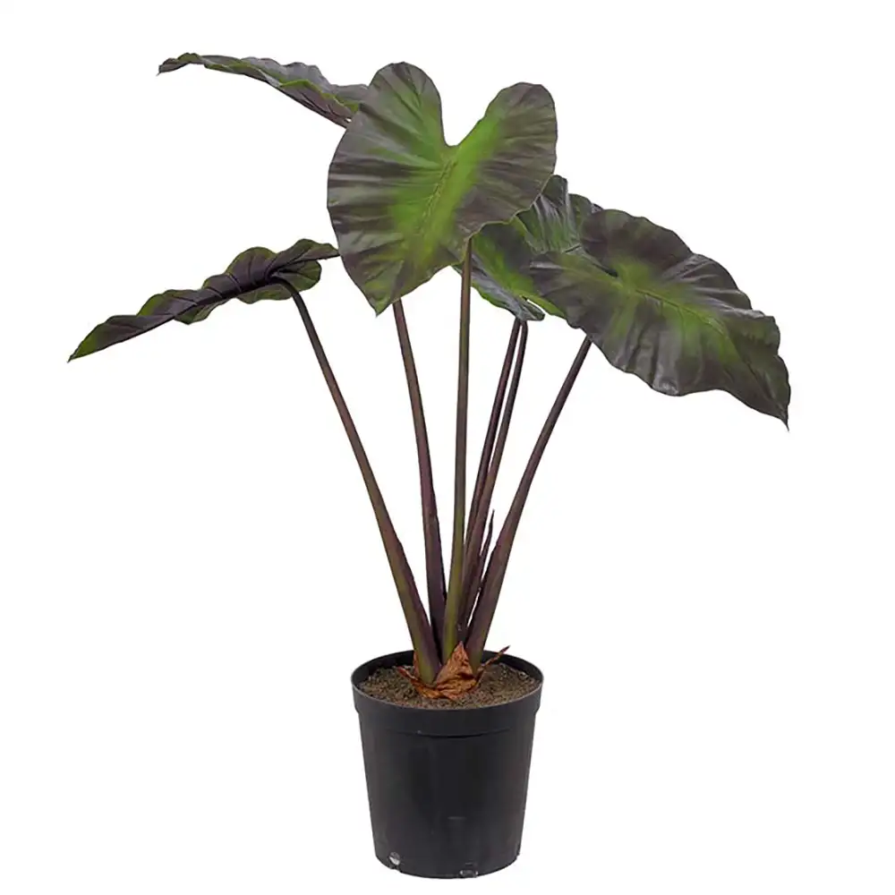 Mr Plant Alocasia Puu 100 cm