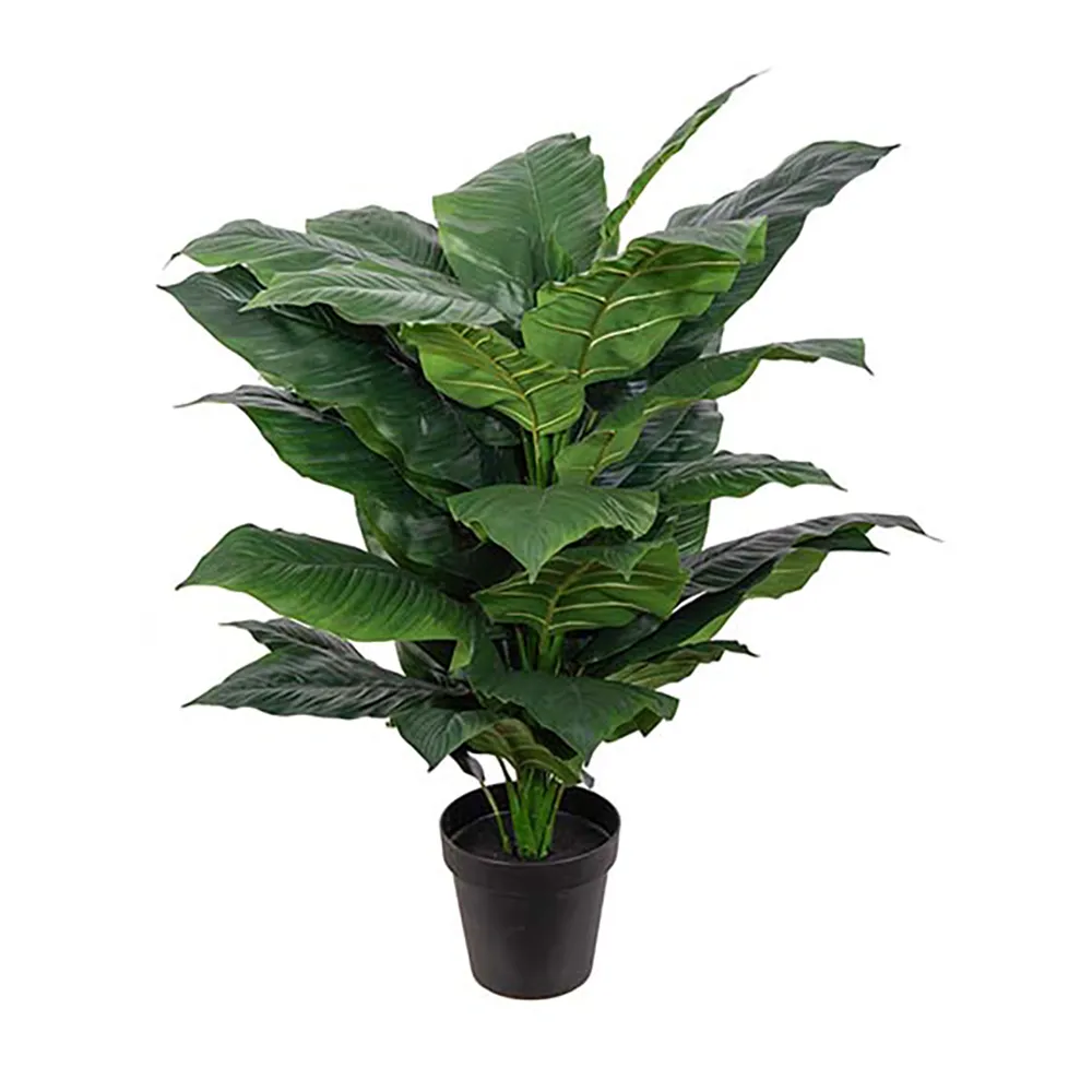 Mr Plant, Spathiphyllum Tree 120 cm