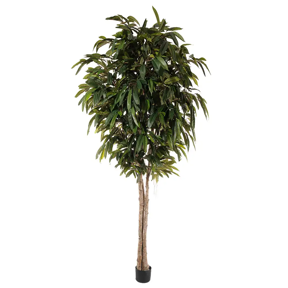 Mr Plant Longifolia Puu 320 cm