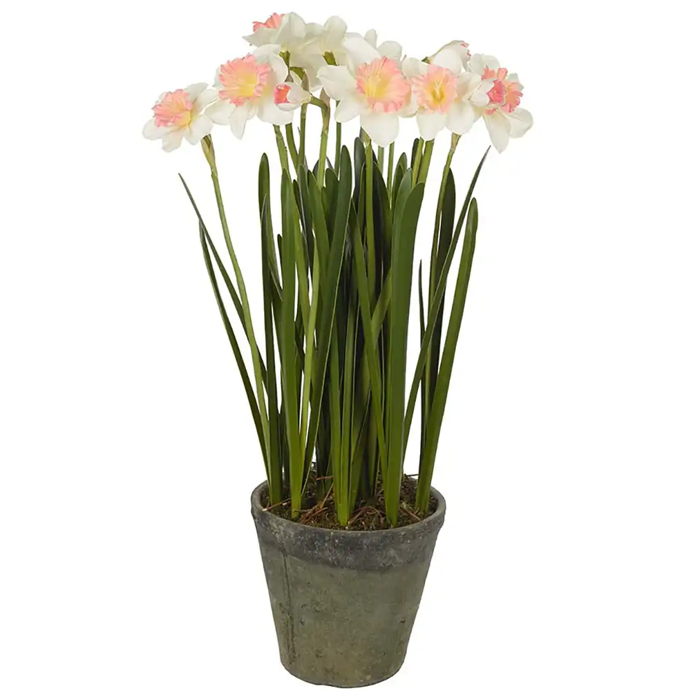 Mr Plant Narsissi Huonekasvi 70 cm Pinkki