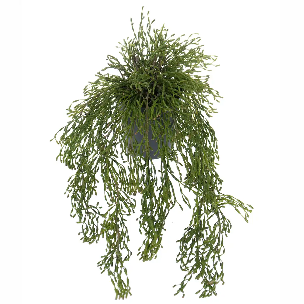 Mr Plant Rhipsalis Riippukasvi