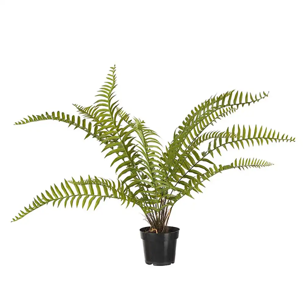 Mr Plant Saniaiset 90 cm