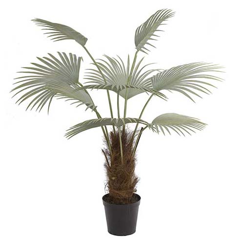 Mr Plant Palmu 150 cm