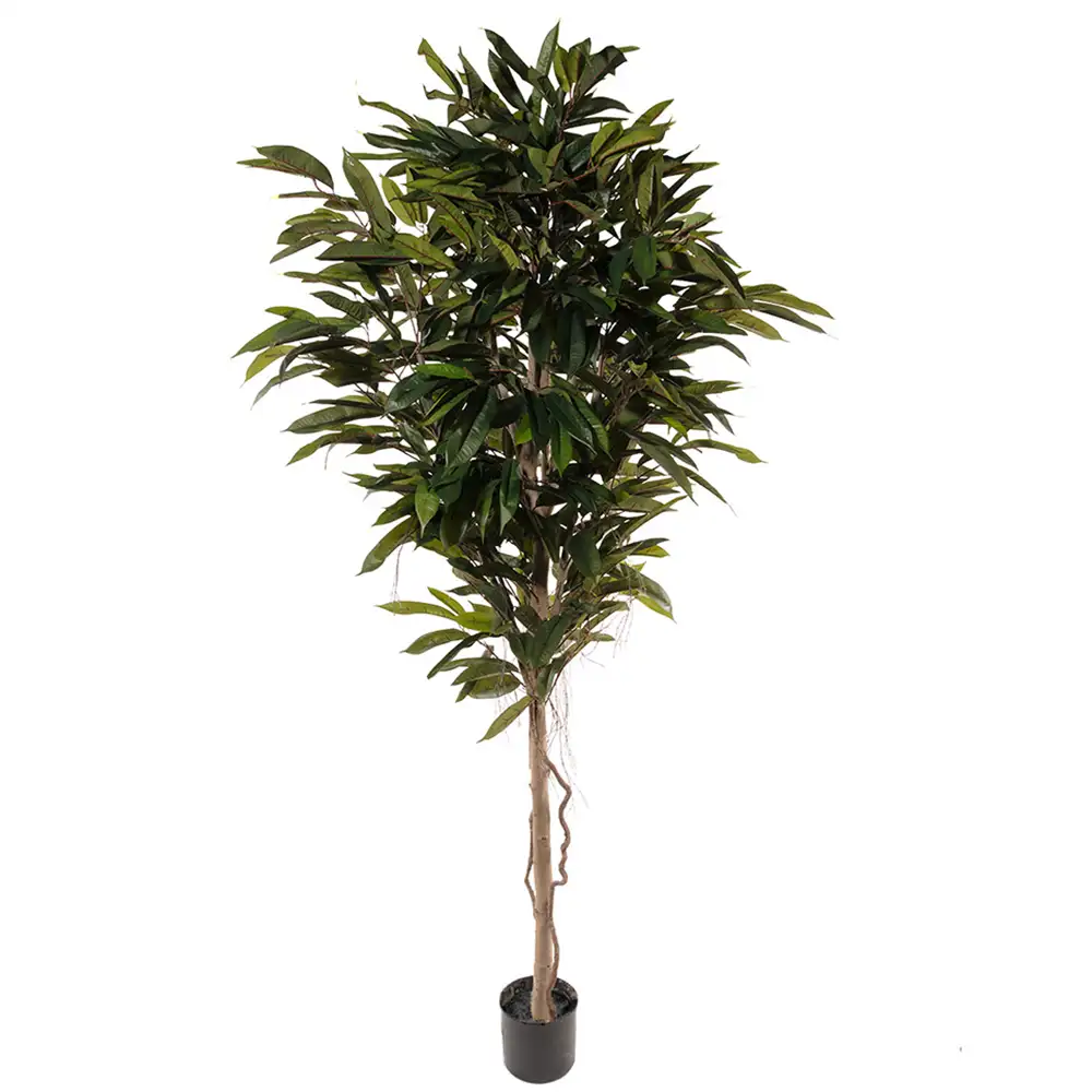 Mr Plant Longifolia Puu 200 cm