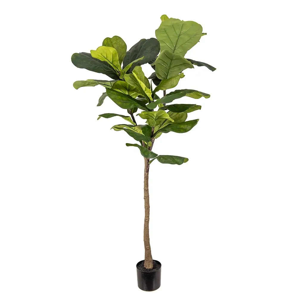 Mr Plant, Viuluficus 150 cm