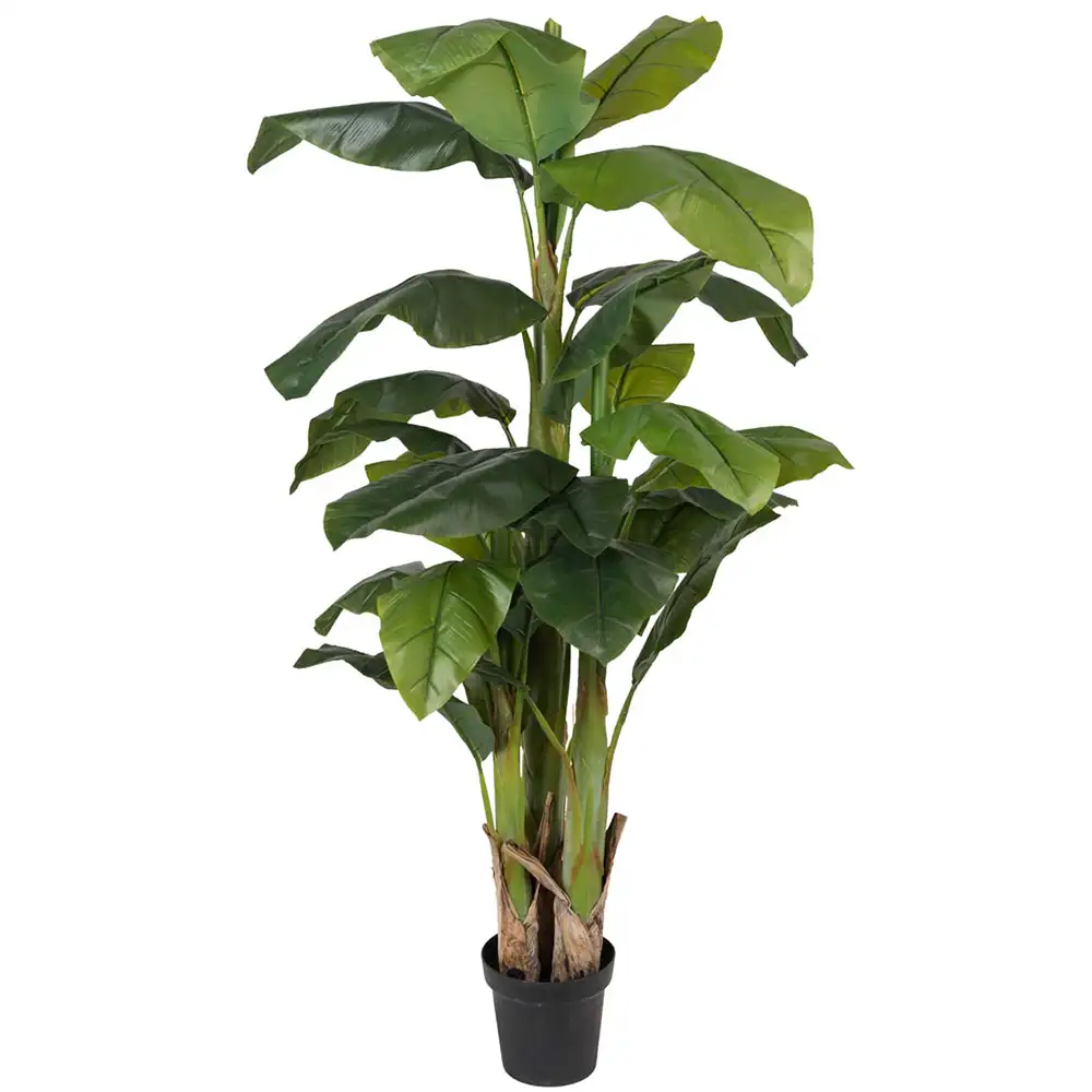 Mr Plant Banaanipuu 240 cm