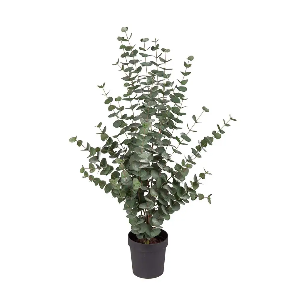 Mr Plant, Eukalyptuspuu 110 cm