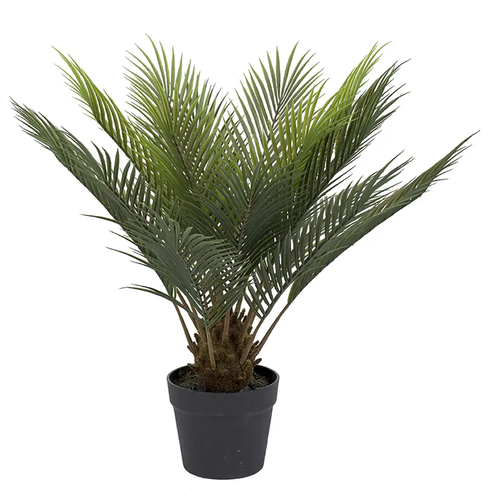 Mr Plant Cycas Huonekasvi 60 cm