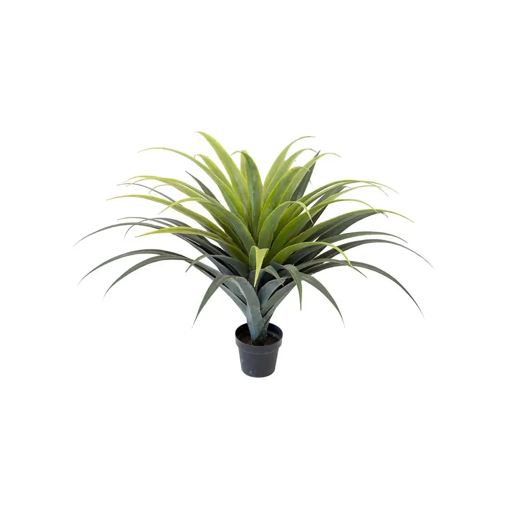 Mr Plant, Agave Succulent 110 cm