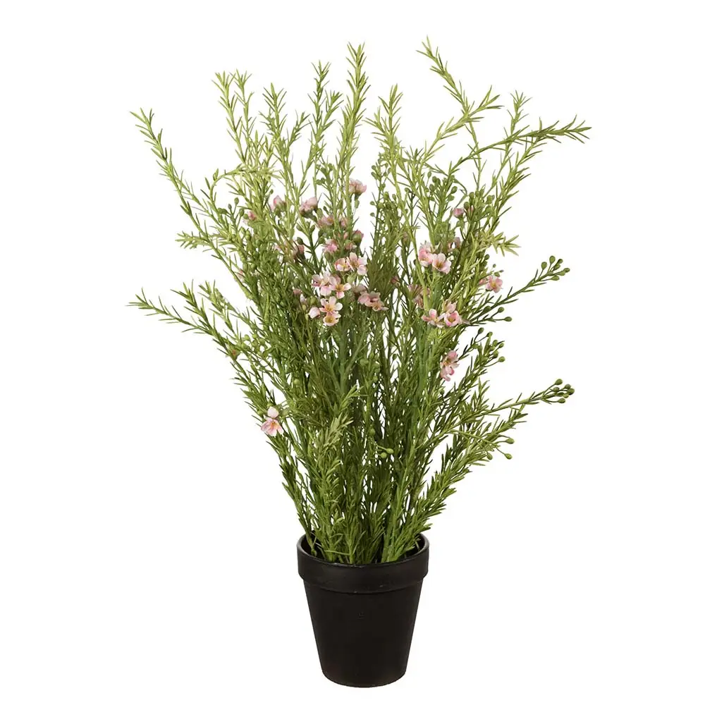 Mr Plant, Vahakukka Ruukkukasvi 55 cm Pinkki