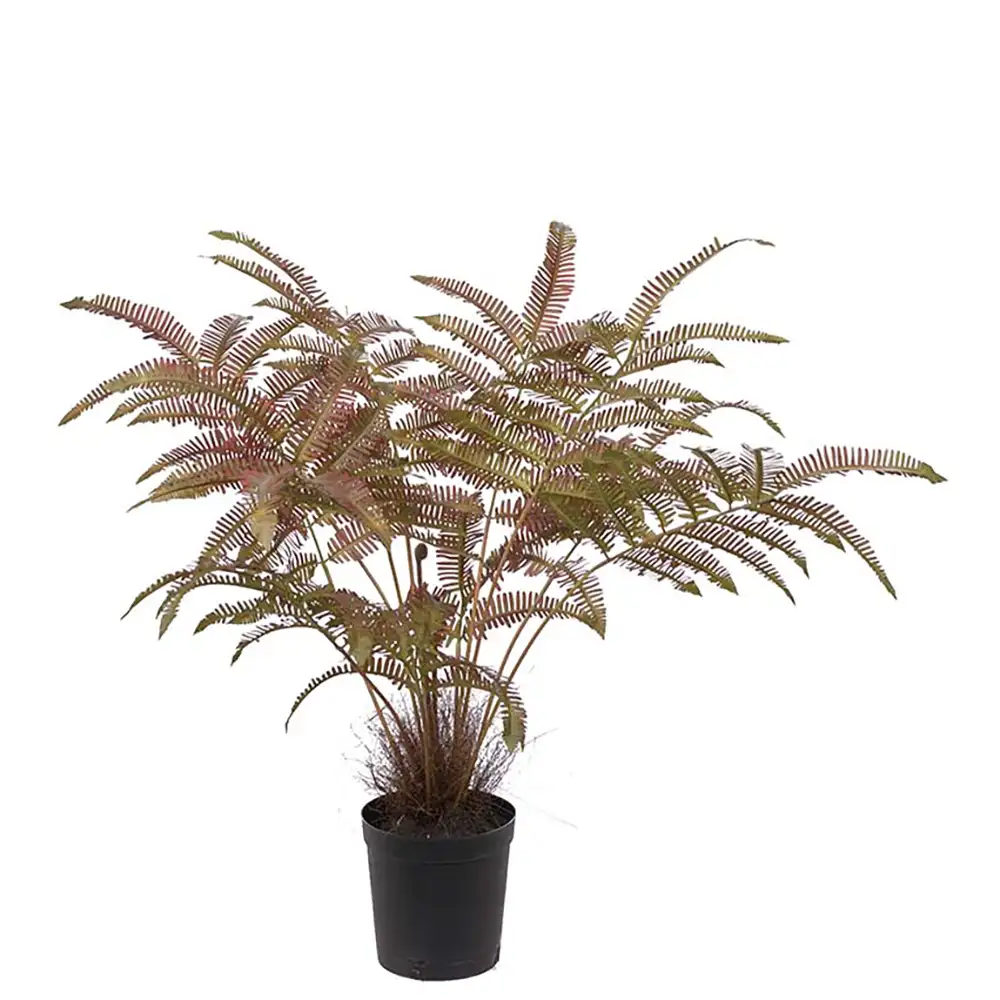 Mr Plant Saniaiset 70 cm