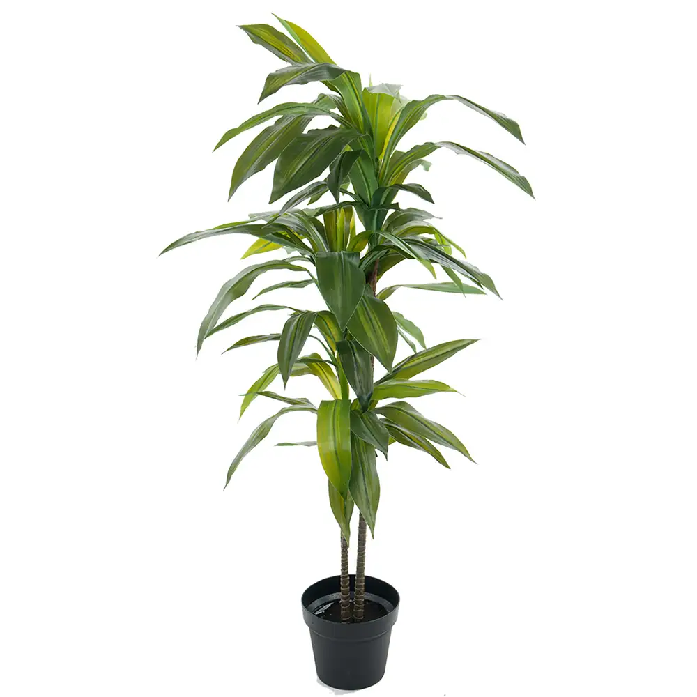 Mr Plant Dracaena Puu 100 cm