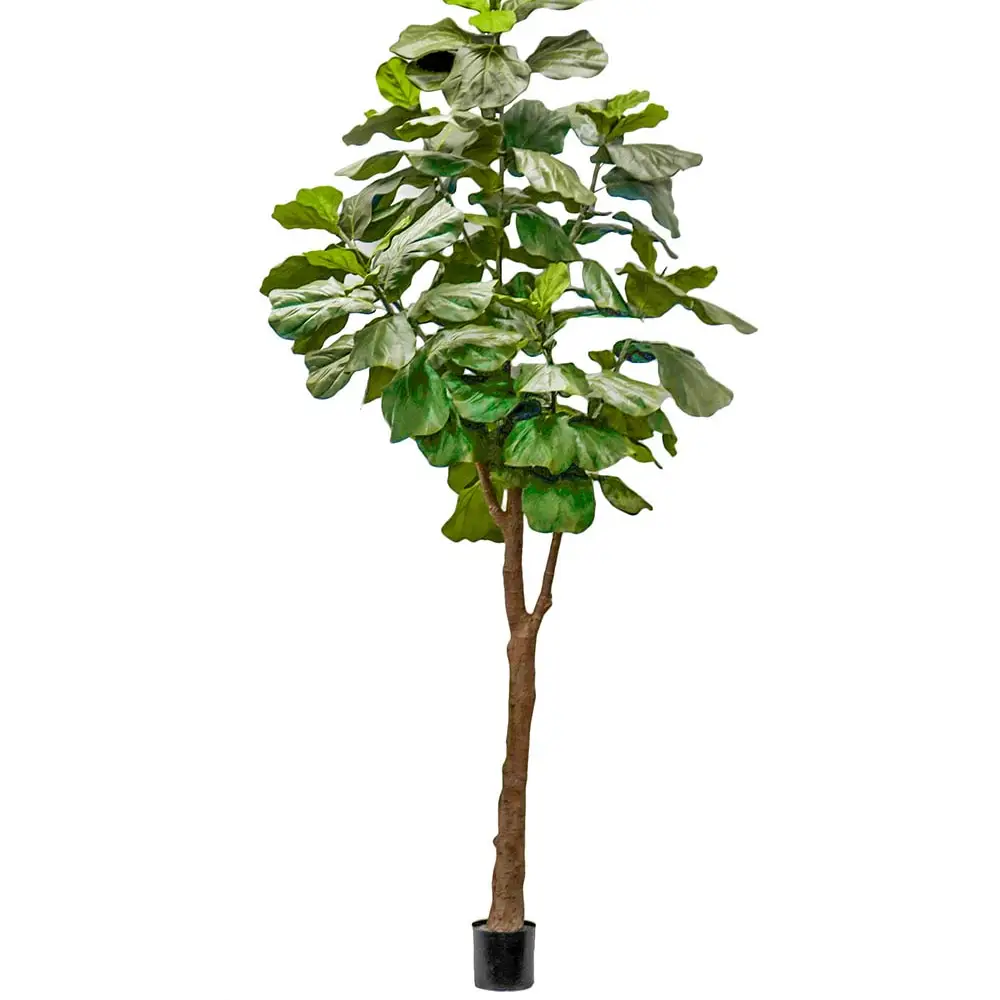 Mr Plant, Fiolfikus ruukku 300 cm