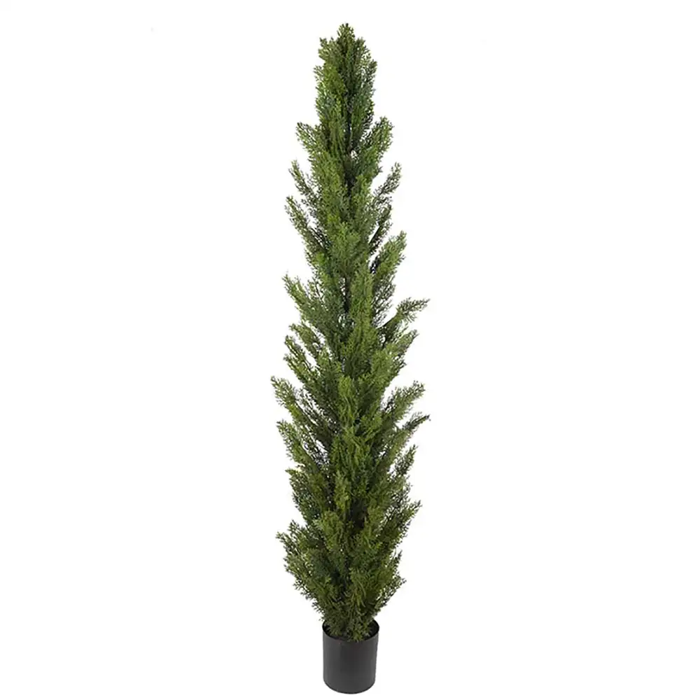 Mr Plant Sypressipuu 90 cm