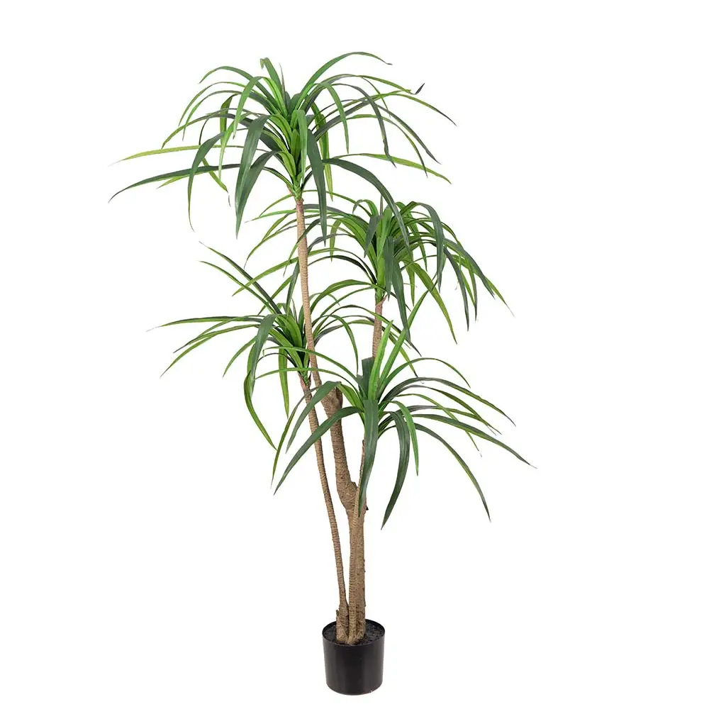 Mr Plant, Dracena Palm 150 cm