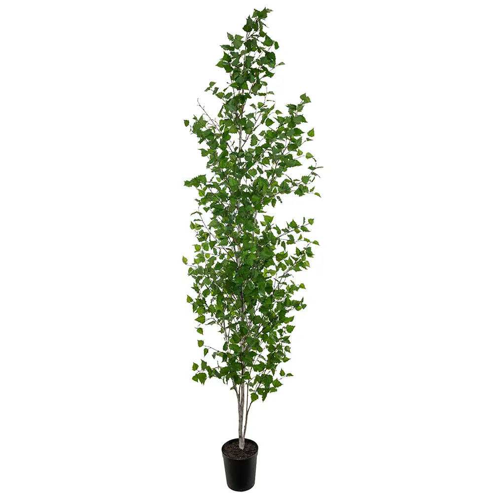 Mr Plant Koivu Puu 300 cm