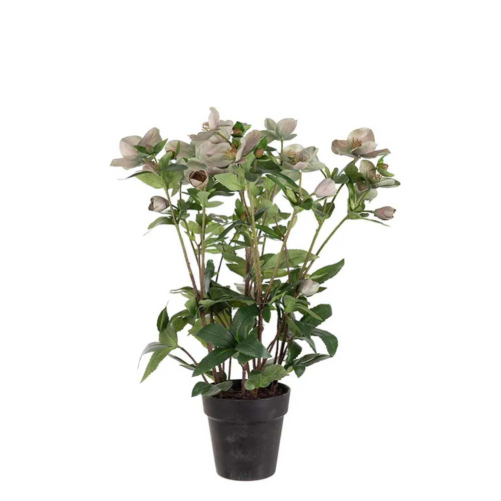 Mr Plant, Helleborus ruukussa 55 cm pinkki