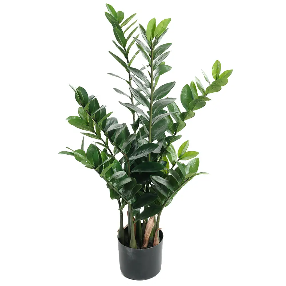 Mr Plant Zamifolia Huonekasvi 90 cm