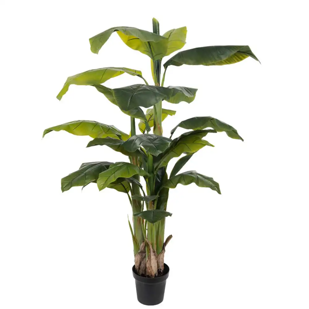 Mr Plant Banaanipuu 150 cm 2 kpl