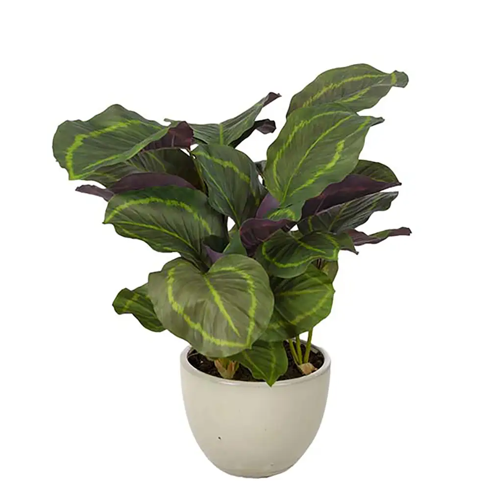 Mr Plant Calathea Huonekasvi 65 cm