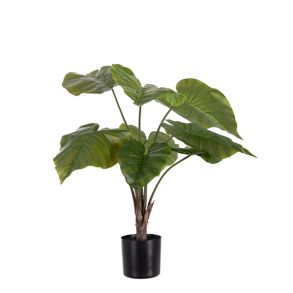 Mr Plant, Alocasia ruukussa 60 cm