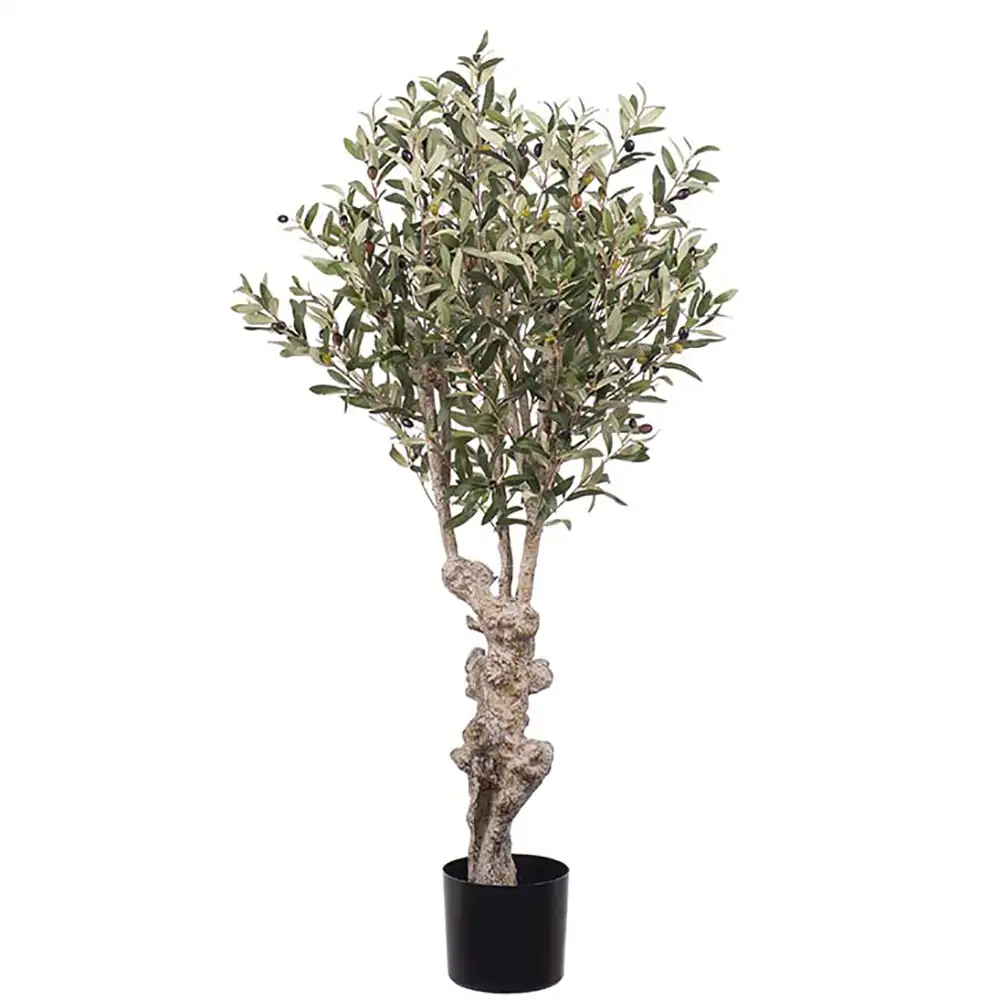 Mr Plant Oliivipuu 120 cm