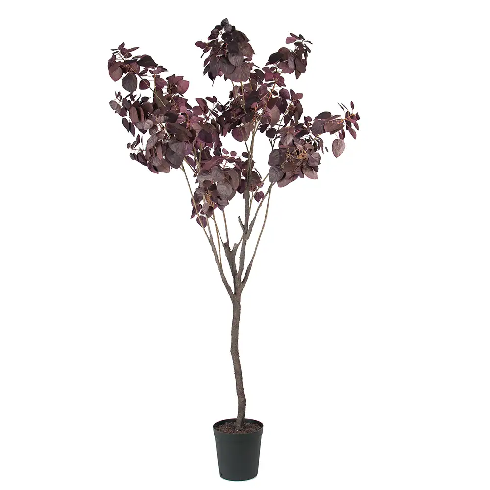 Mr Plant Cotinus Puu 200 cm