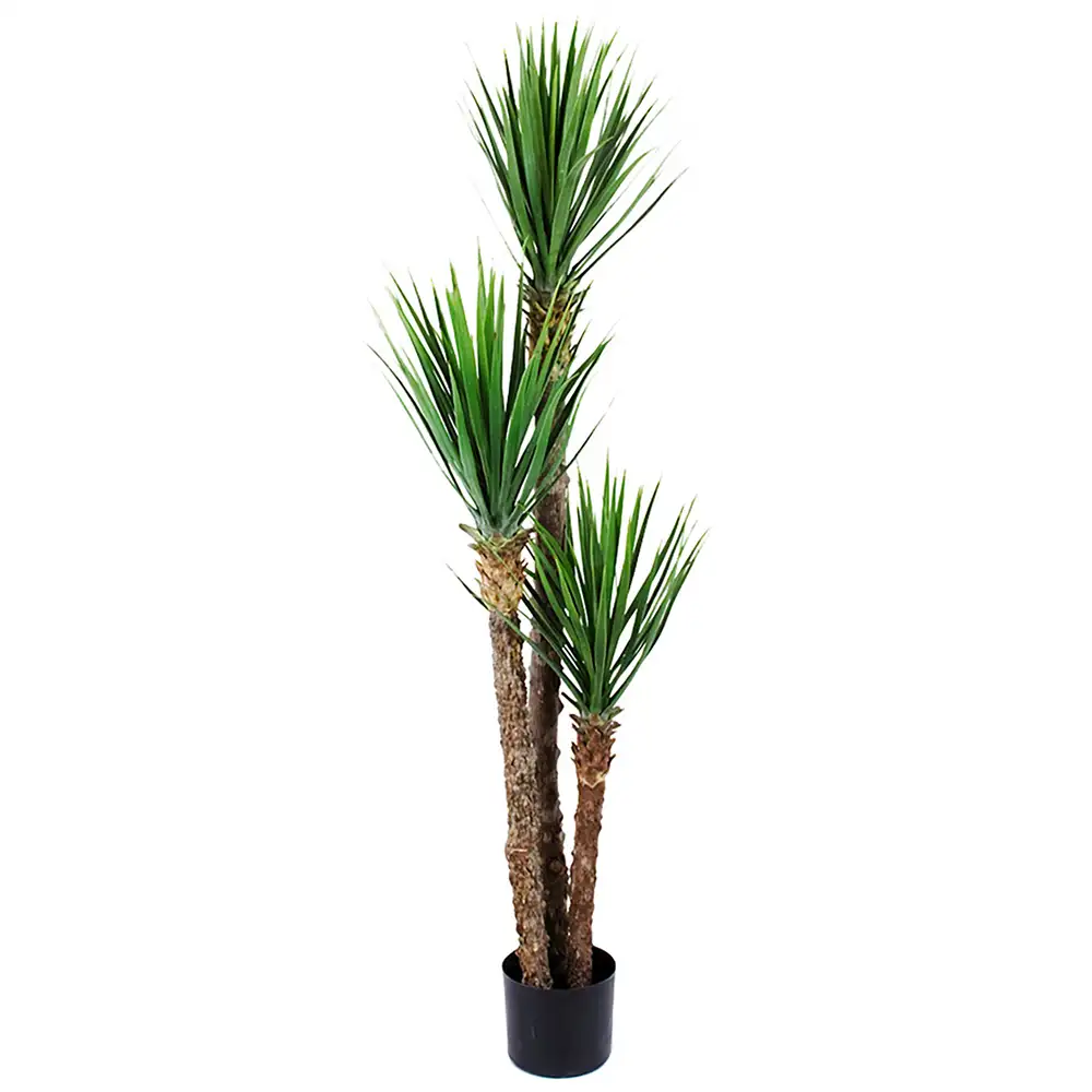 Mr Plant Yucca Rostrata Puu 150 cm