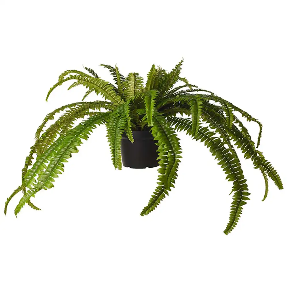 Mr Plant Saniaiset 55 cm