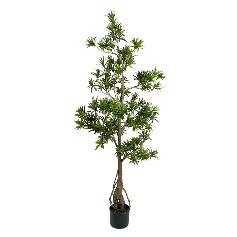 Mr Plant Podocarpus Puu 150 cm