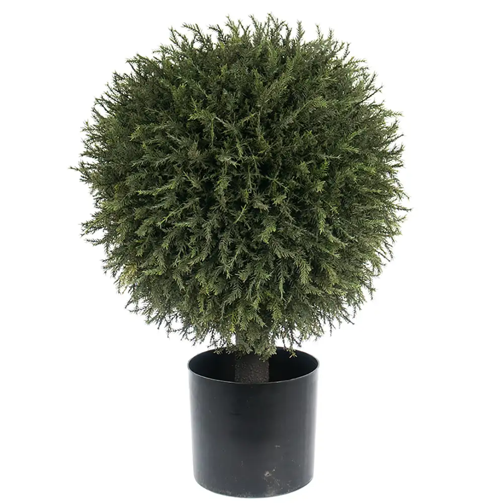 Mr Plant Kuusipuu 55 cm