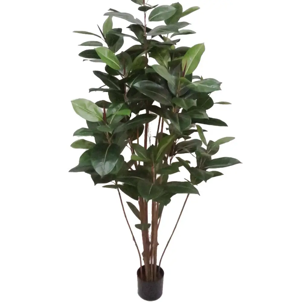 Mr Plant, Ficus Robusta 180 cm