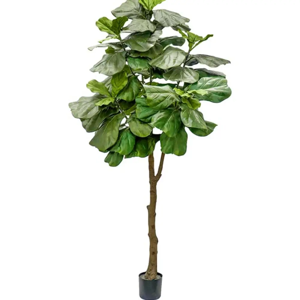 Mr Plant, Fiolfikus ruukku 240 cm