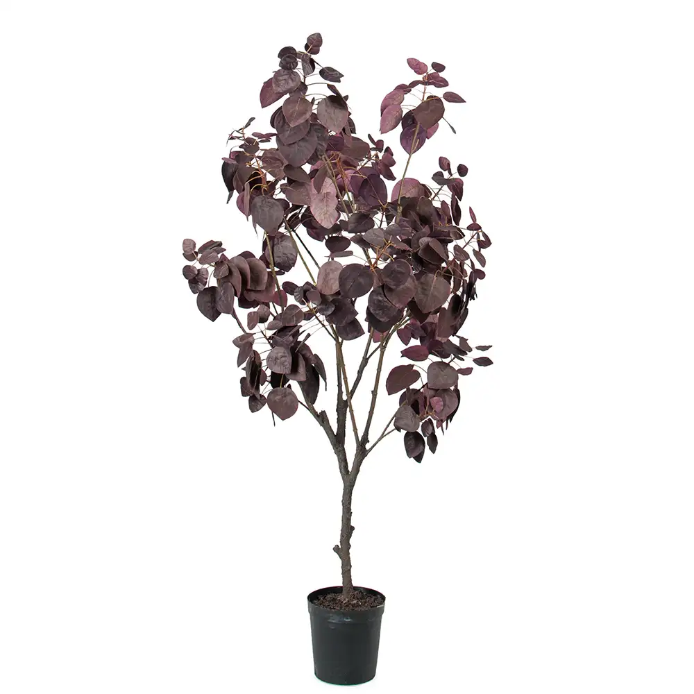 Mr Plant Cotinus Puu 140 cm