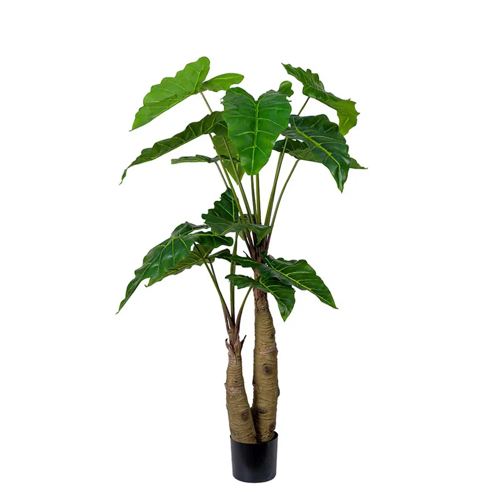 Mr Plant, Alocasia Tree 150 cm