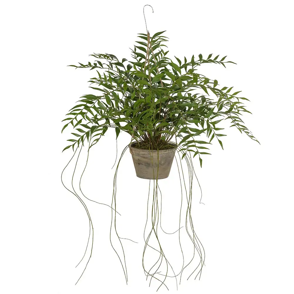 Mr Plant Hoyan riippukasvi 65 cm