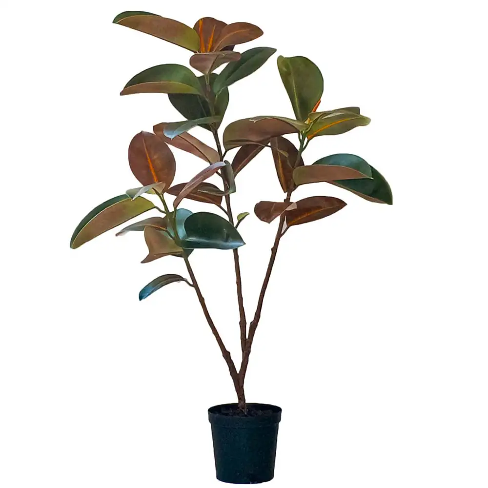 Mr Plant Viikuna Elastica 120 cm