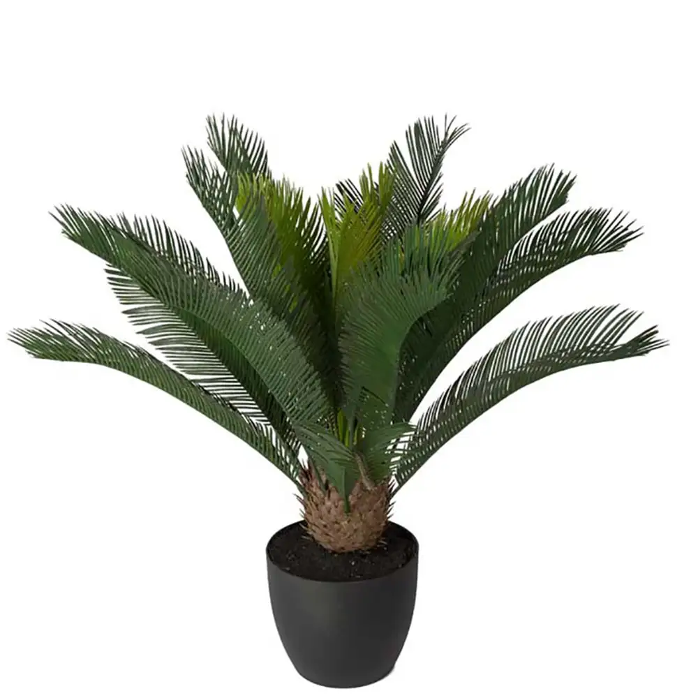 Mr Plant Cycas Huonekasvi 70 cm