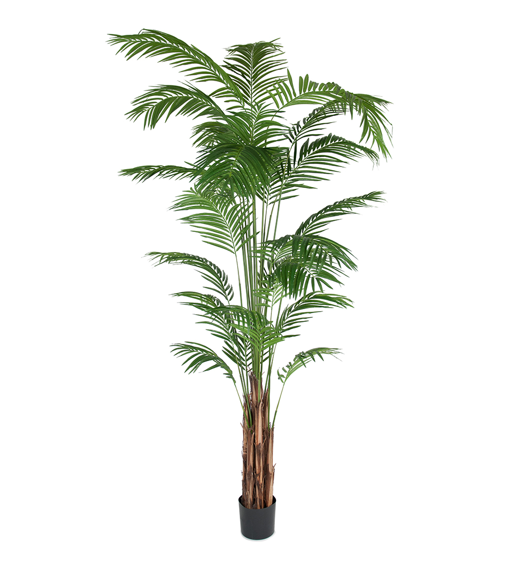 Mr Plant Arecapalmu 270 cm