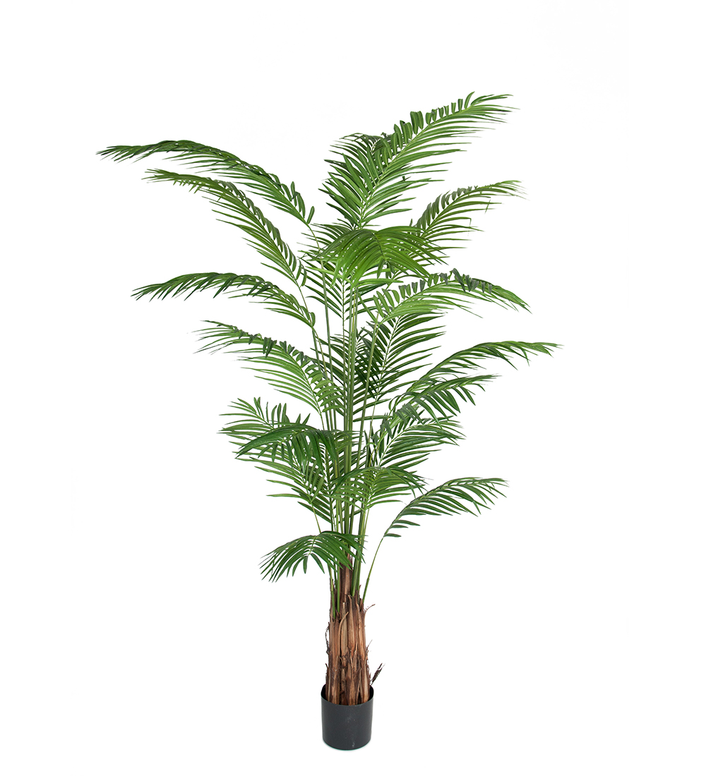 Mr Plant Arecapalmu 240 cm