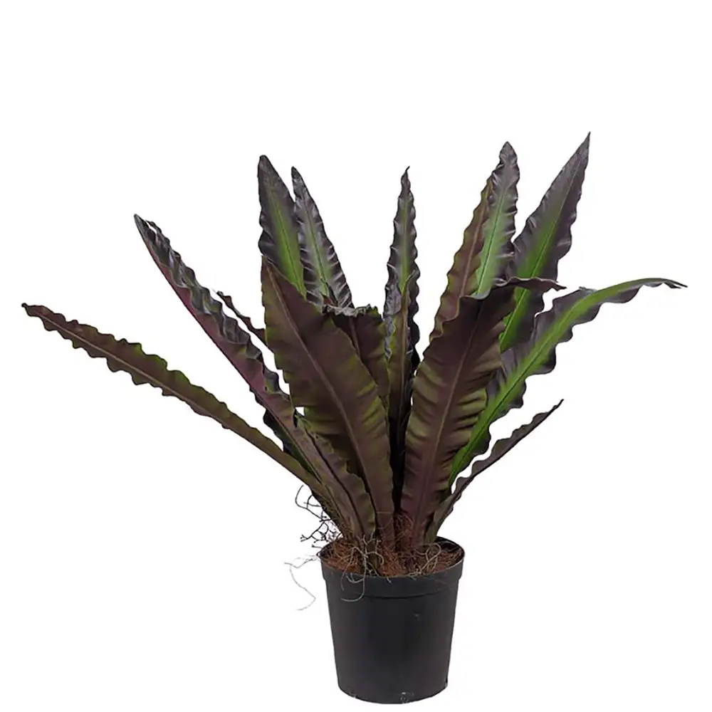 Mr Plant Asplenium Puu 90 cm